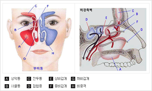 A : 상약동 / B : 사골동 / C : 전두동 / D : 전협종 / E : 상비갑개 / F : 중비갑개 / G : 하비갑개 / H : 비중격