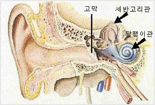  	고막/세반고리관/달팽이관 구조 이미지