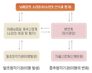 뇌피질의 소리중추(소리의 인식과 평가) ↔ 아래뇌피질 중추신경계(소리의 여과 및 탐지) ↔ 말초청각기관(이명 발생) / 말초청각기관(이명 발생) 뇌피질의 소리중추(소리의 인식과 평가) ↔ 변연계(정서관장) ↔ 자율신경계(신체반응) / 중추청각기관(이명의 변화)