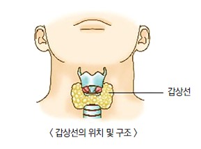 갑상선의 위치 및 구조