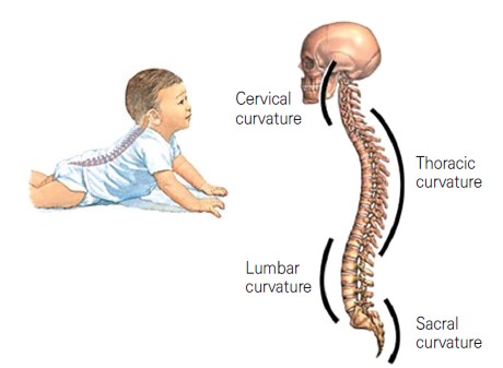 Cernival curvature / Thoracic curvature / Lumbar curvature / Sacral curvature